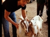 407_eco_eco_goats